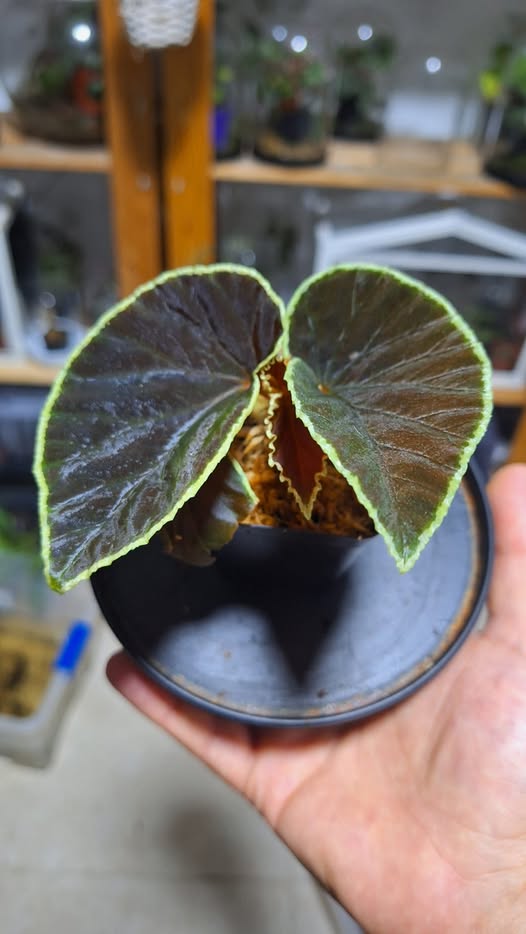 Begonia darthvaderiana